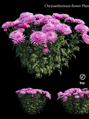 chrysanthemum-flower-plant-set-01-3d-model-3d0983c90f