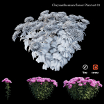Chrysanthemum flower Plant set 01