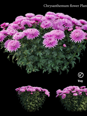 Chrysanthemum flower Plant set 01