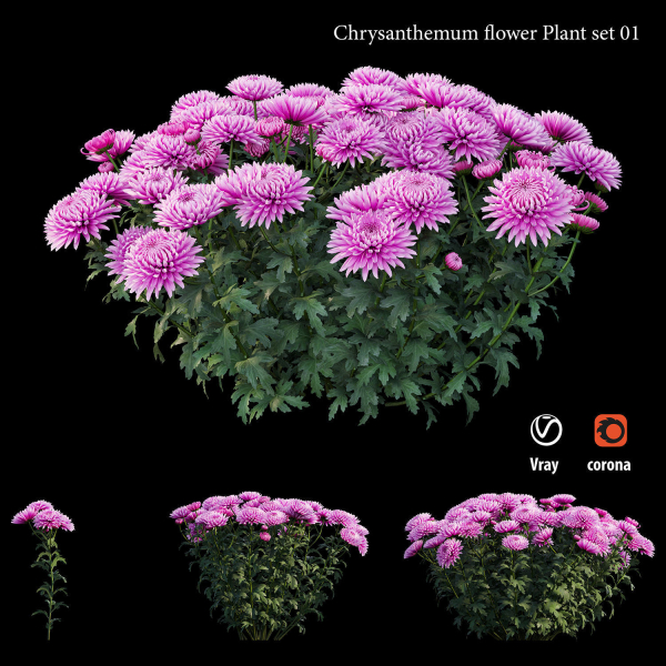 Chrysanthemum flower Plant set 01