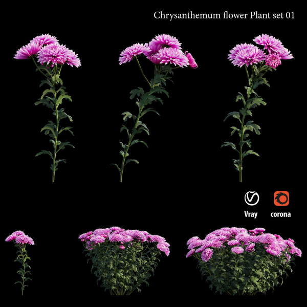 Chrysanthemum flower Plant set 01
