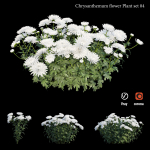 Chrysanthemum flower Plant set 04