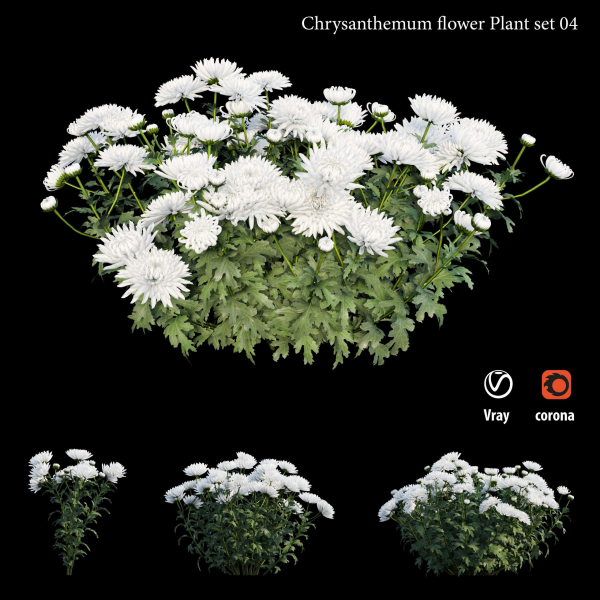 Chrysanthemum flower Plant set 04