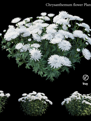 chrysanthemum-flower-plant-set-04-3d-model-7ce1ebccf8