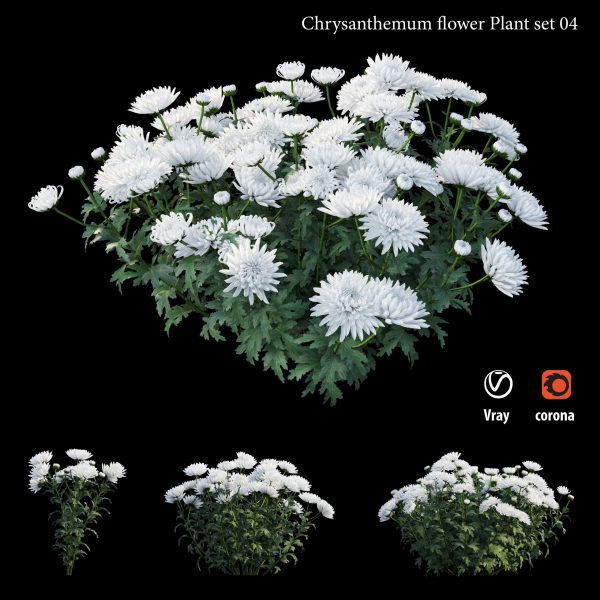 Chrysanthemum flower Plant set 04