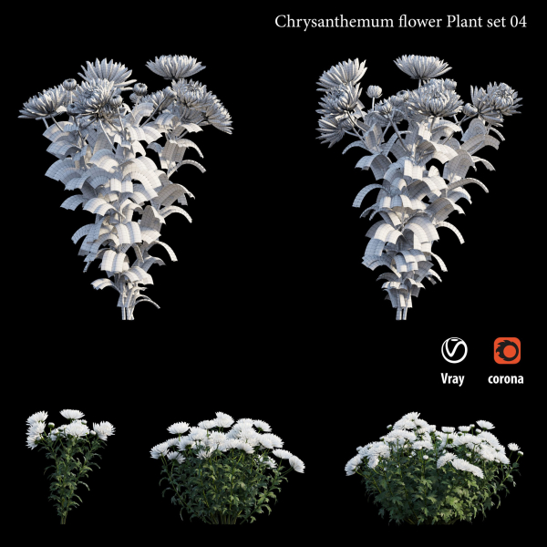 Chrysanthemum flower Plant set 04