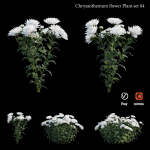 Chrysanthemum flower Plant set 04