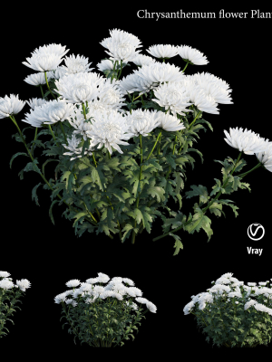 Chrysanthemum flower Plant set 04