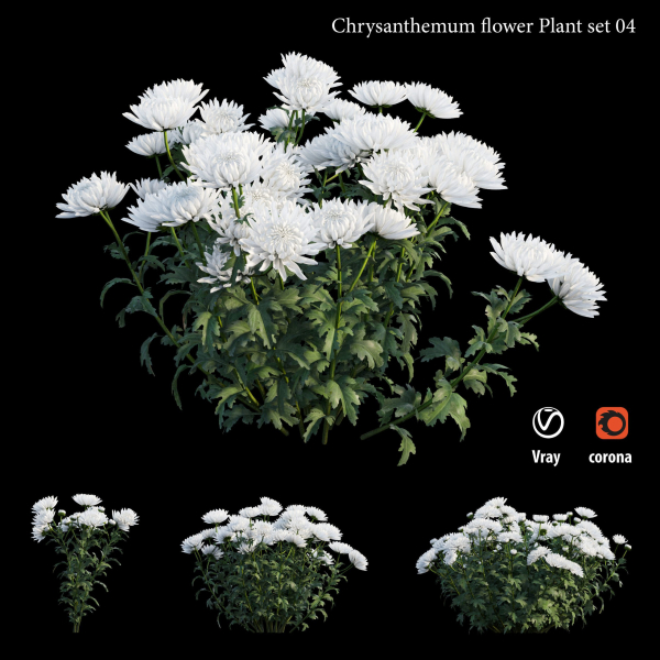Chrysanthemum flower Plant set 04