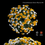 Chrysanthemum flower Plant set 08