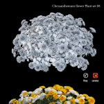 Chrysanthemum flower Plant set 08