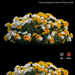 Chrysanthemum flower Plant set 08