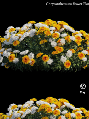 Chrysanthemum flower Plant set 08
