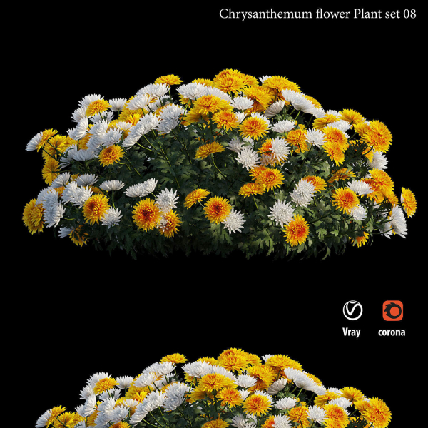 Chrysanthemum flower Plant set 08