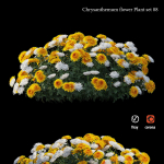 Chrysanthemum flower Plant set 08