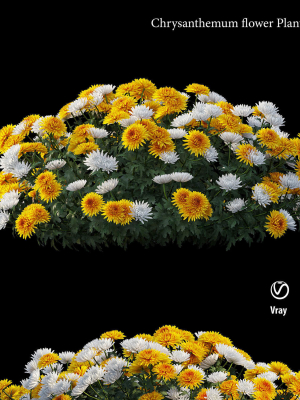 chrysanthemum-flower-plant-set-08-3d-model-9d079b5d38