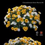 Chrysanthemum flower Plant set 08