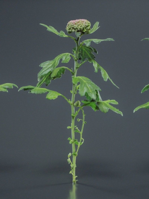 Chrysanthemum Garden Mum Morifolium