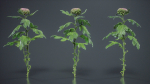 Chrysanthemum Garden Mum Morifolium