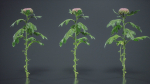 Chrysanthemum Garden Mum Morifolium