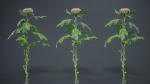 Chrysanthemum Garden Mum Morifolium
