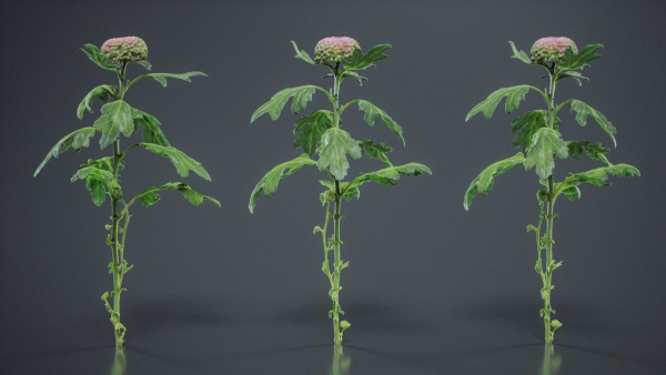 Chrysanthemum Garden Mum Morifolium