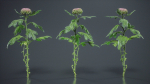Chrysanthemum Garden Mum Morifolium