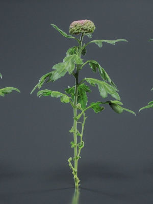 chrysanthemum-garden-mum-morifolium-3d-model-8fd4599eaa