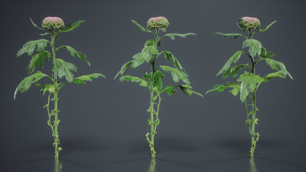 Chrysanthemum Garden Mum Morifolium