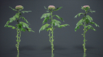 Chrysanthemum Garden Mum Morifolium