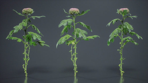 Chrysanthemum Garden Mum Morifolium