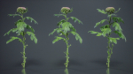 Chrysanthemum Garden Mum Morifolium