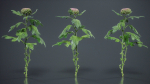 Chrysanthemum Garden Mum Morifolium