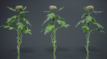 Chrysanthemum Garden Mum Morifolium
