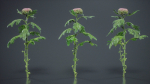 Chrysanthemum Garden Mum Morifolium