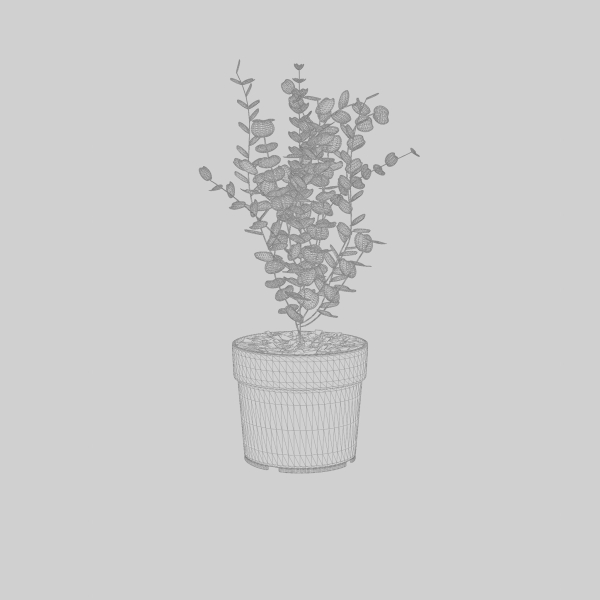 Cidar Gum 3D Model