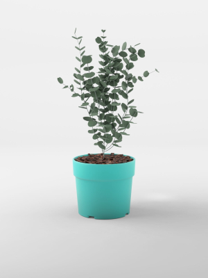 cidar-gum-3d-model-3d-model-2dc51e2f01