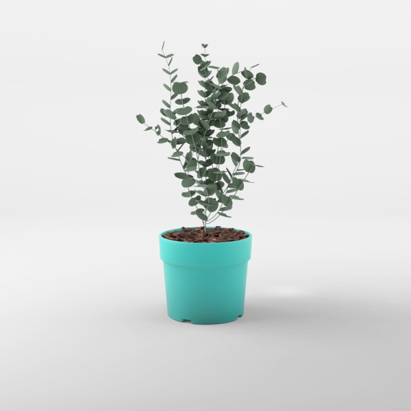 Cidar Gum 3D Model