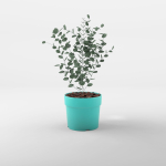 Cidar Gum 3D Model