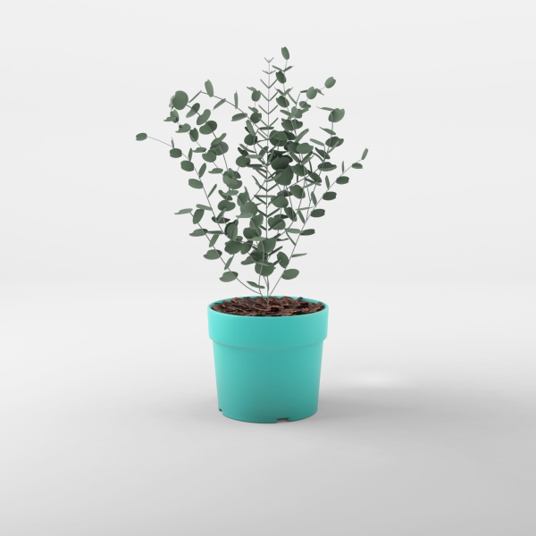 Cidar Gum 3D Model
