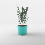 Cidar Gum 3D Model