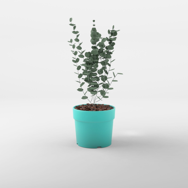 Cidar Gum 3D Model