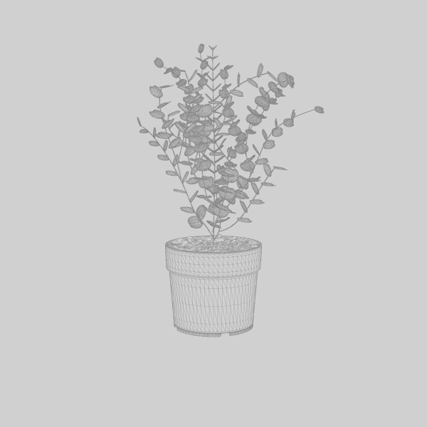 Cidar Gum 3D Model