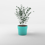 Cidar Gum 3D Model