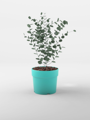 Cidar Gum 3D Model