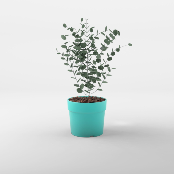 Cidar Gum 3D Model