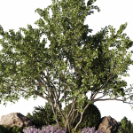 Circle Garden Plants - Outdoor Plants 201