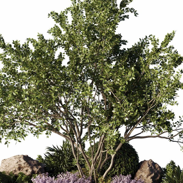 Circle Garden Plants - Outdoor Plants 201