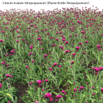 Cirsium rivulare Atropurpureum - Plume thistle Atropurpureum 02