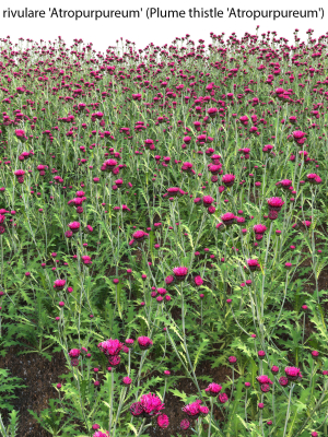 cirsium-rivulare-atropurpureum-plume-thistle-atropurpureum-3d-model-max-fbx-skp